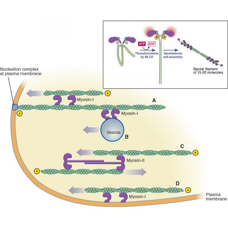 Movement Of Myosin I And Myosin Ii Battista Illustration