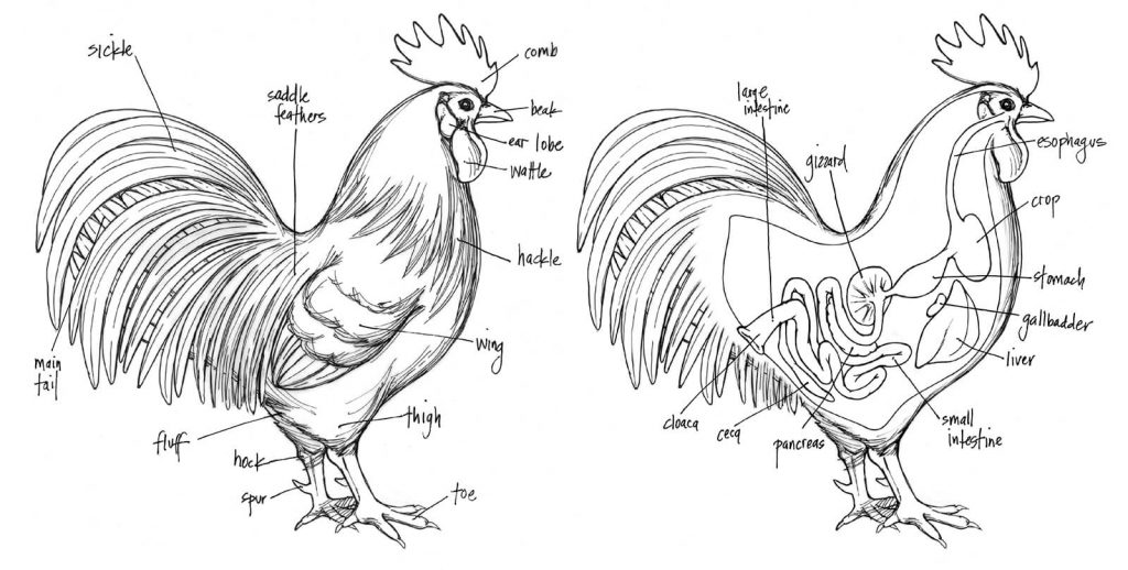 Rooster Internal Anatomy