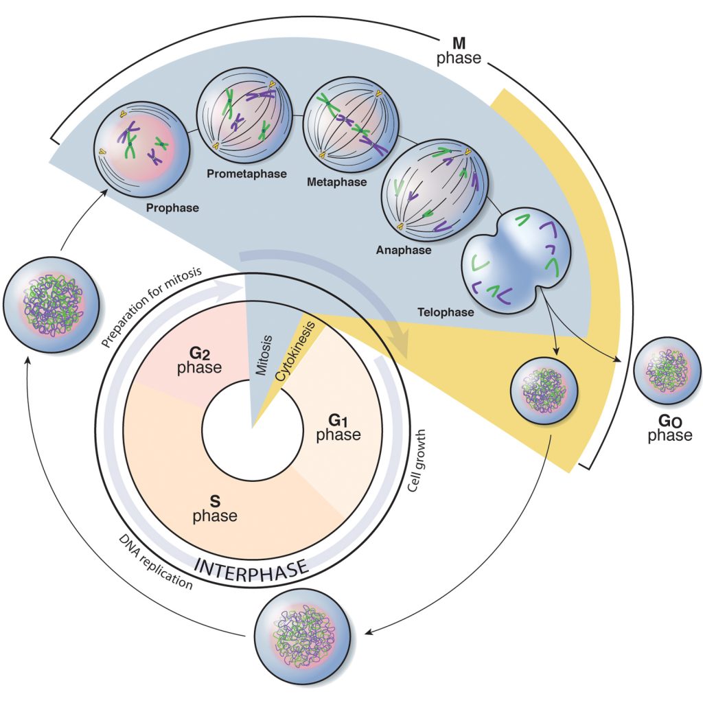 Phases Of The Cell Cycle Battista Illustration CLOUD HOT GIRL