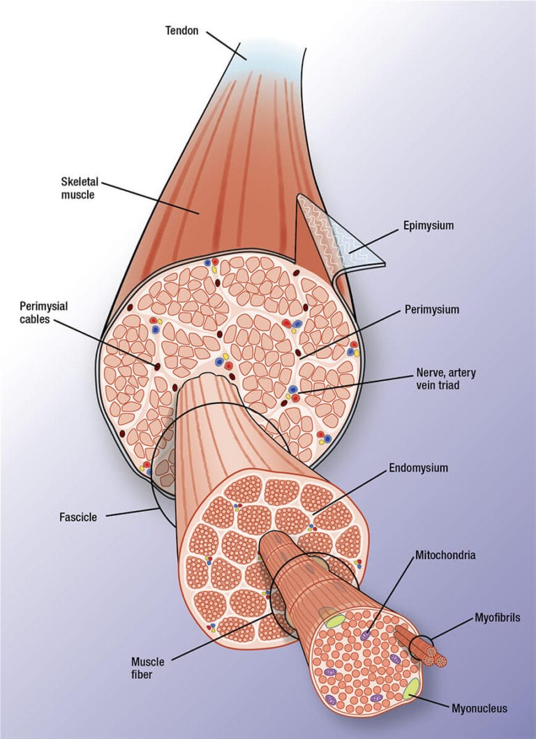 Anatomy of muscle | Battista Illustration