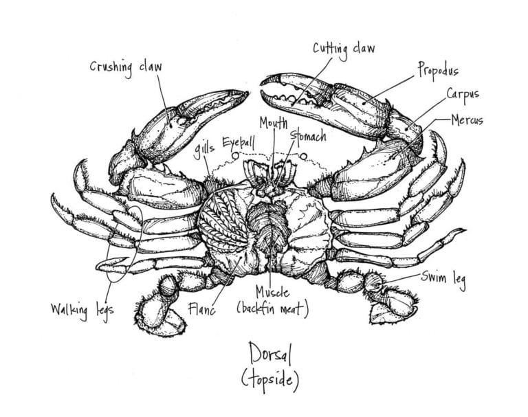 Dorsal (topside) anatomy of the Chesapeake blue crab | Battista ...