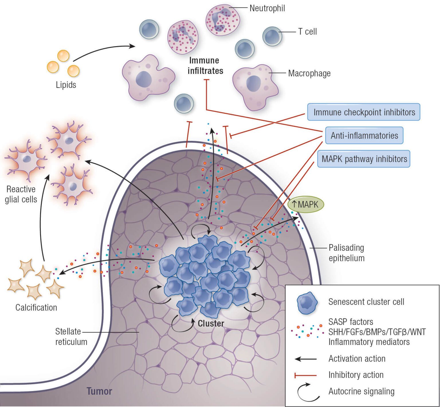 Model depicting the complex paracrine signaling within ACP and known ...